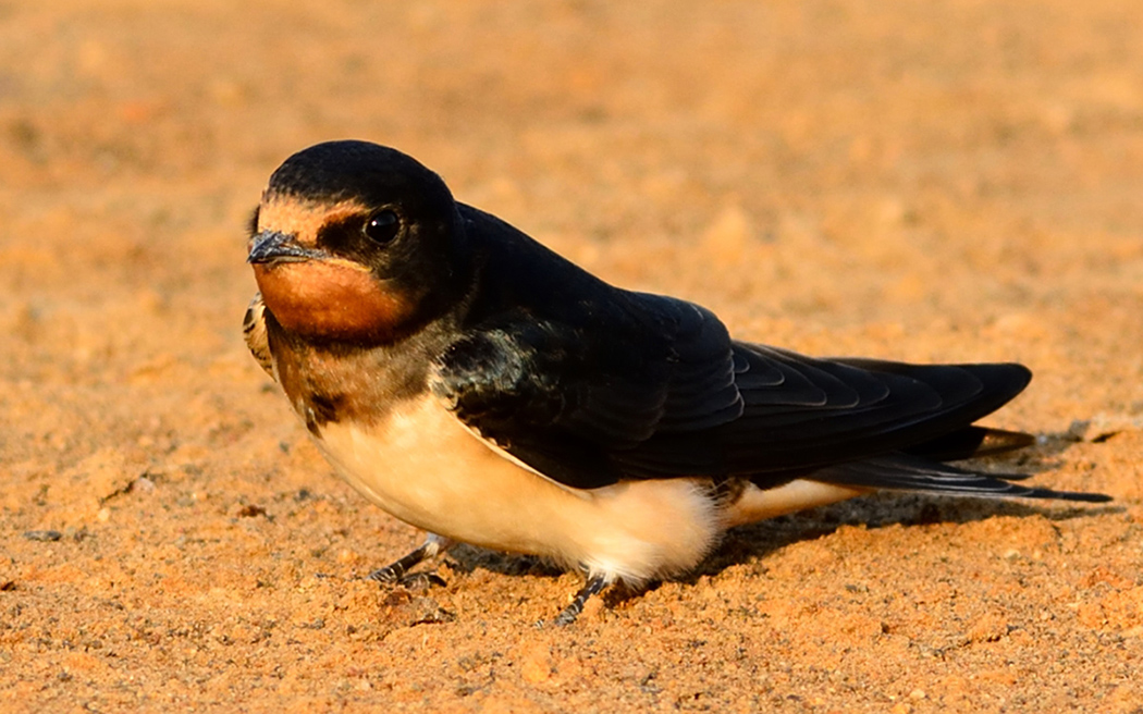 Barn Swallow