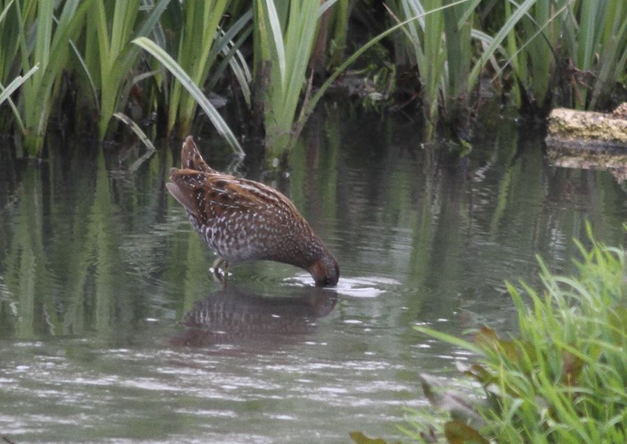 Spotted Crake