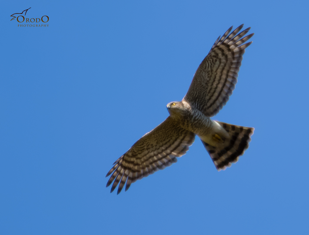 Eurasian Sparrowhawk