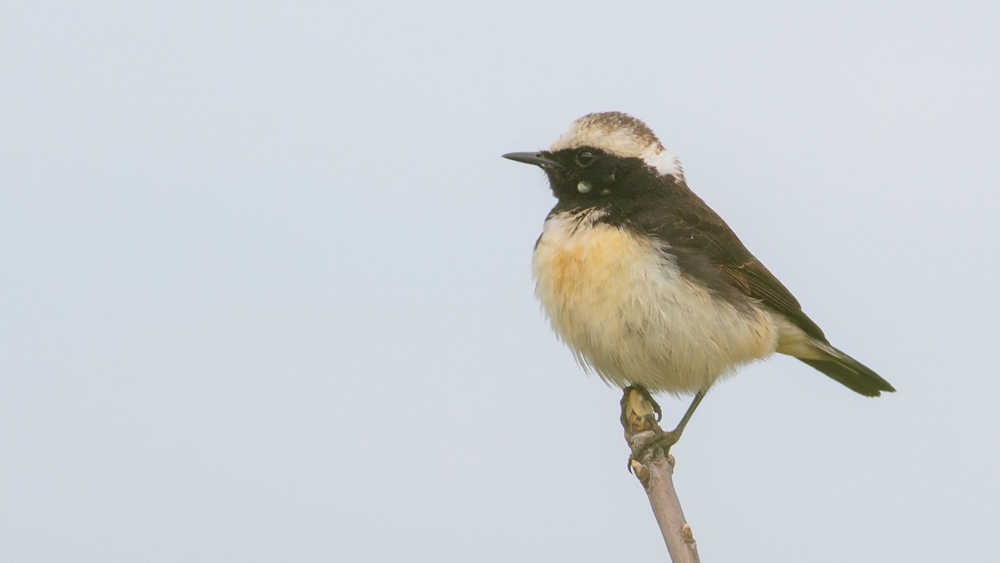 Cyprus Wheatear