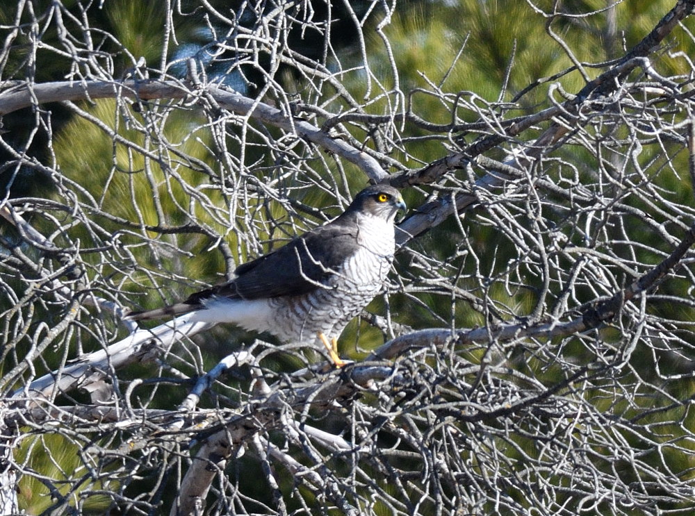 Eurasian Sparrowhawk