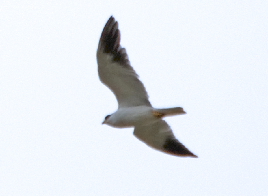 Black-winged Kite