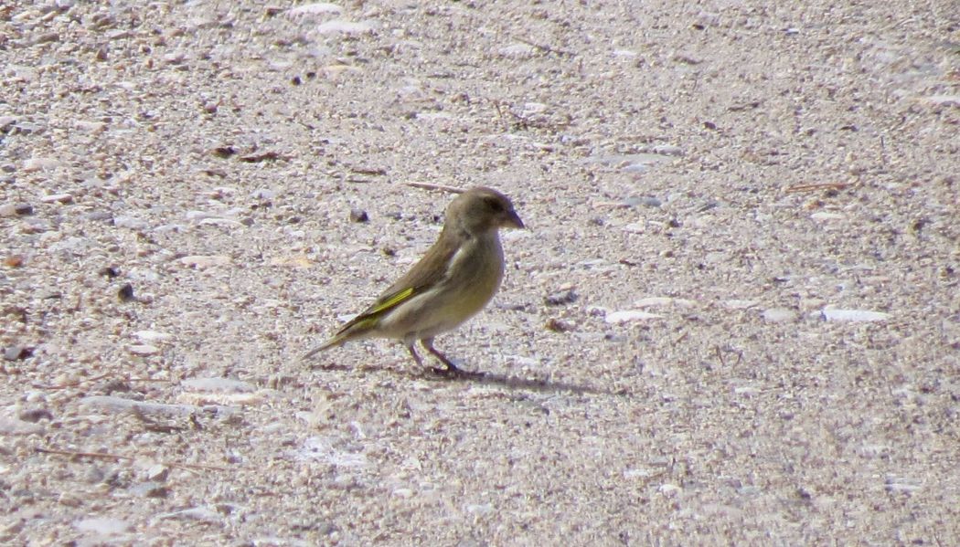 European Greenfinch