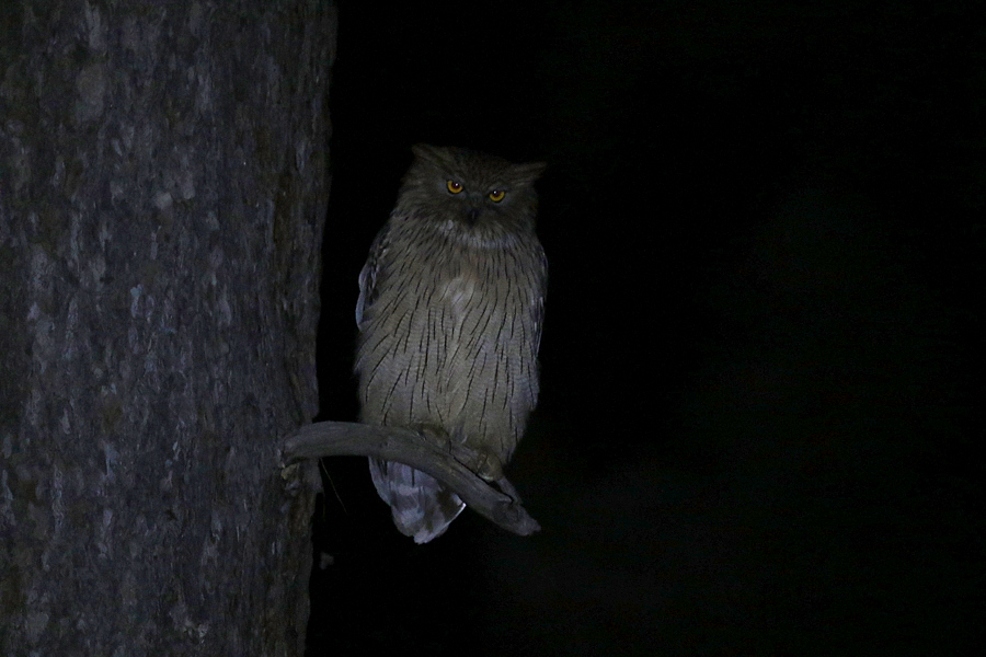 Brown Fish Owl