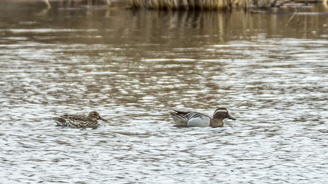 Garganey