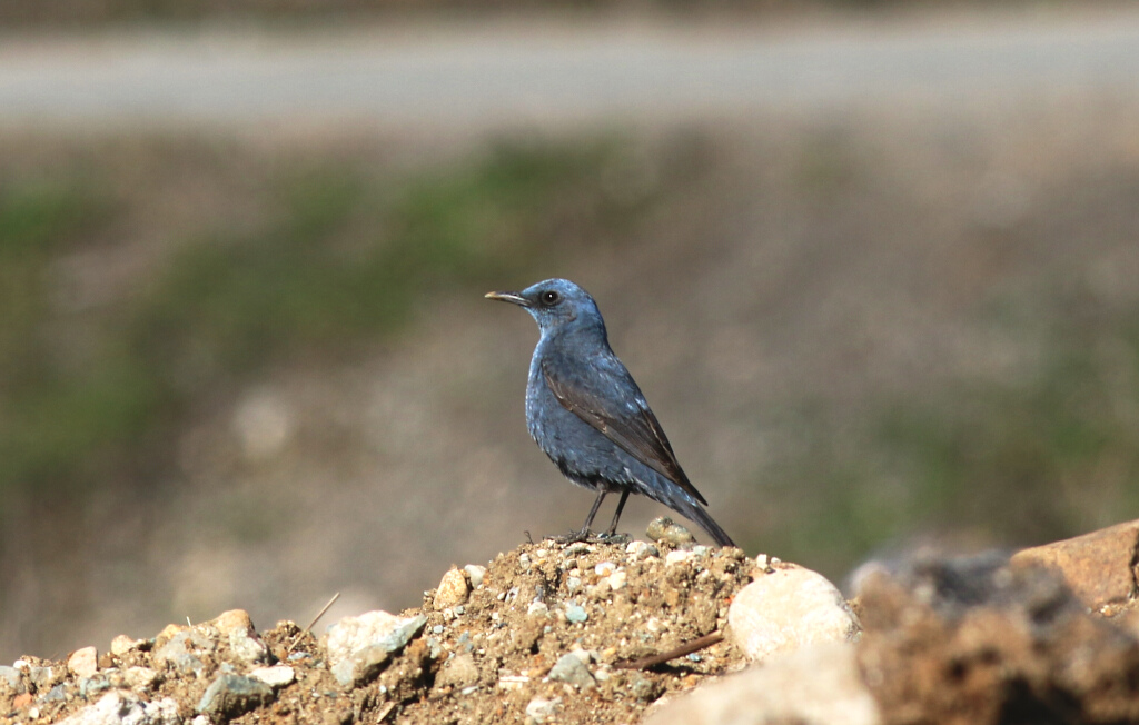 Blue Rock Thrush