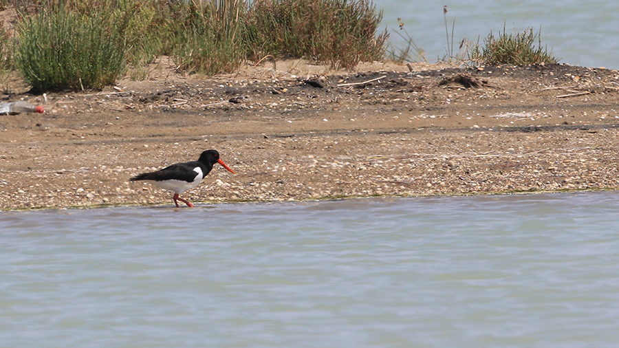 Eurasian Oystercatcher