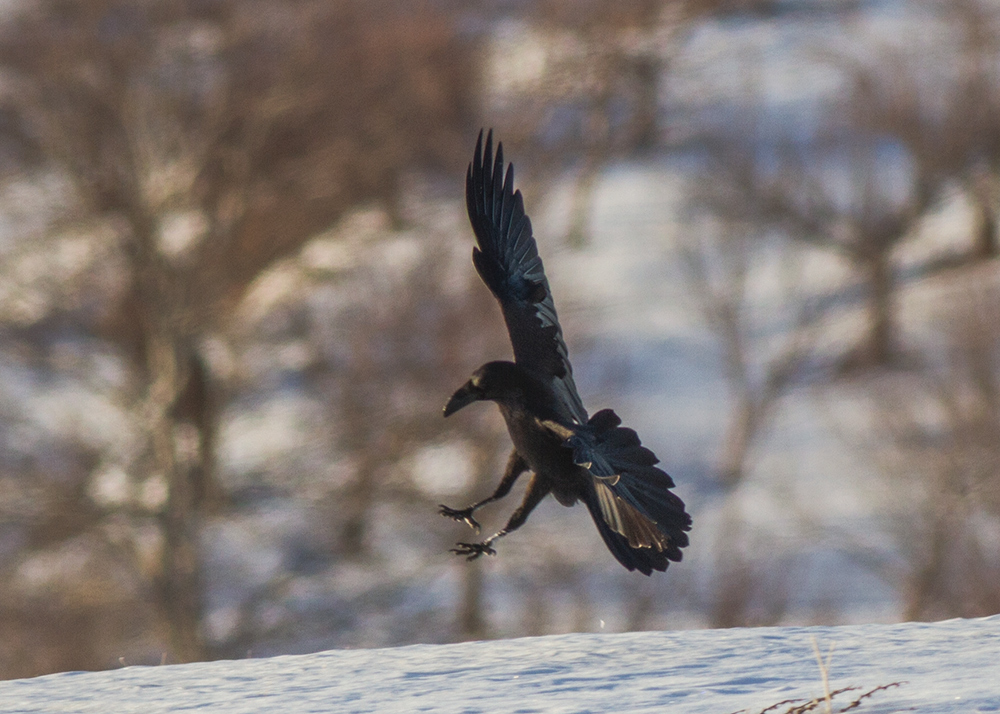 Northern Raven
