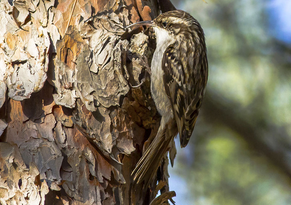 Short-toed Treecreeper
