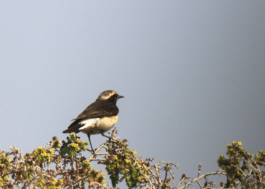 Cyprus Wheatear