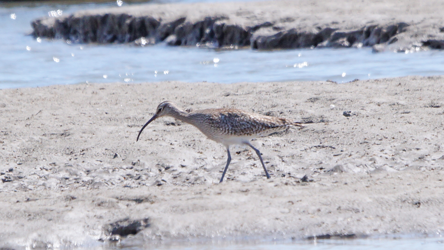 Eurasian Whimbrel