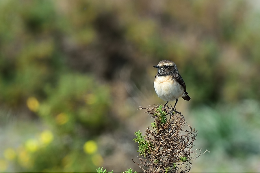 Cyprus Wheatear