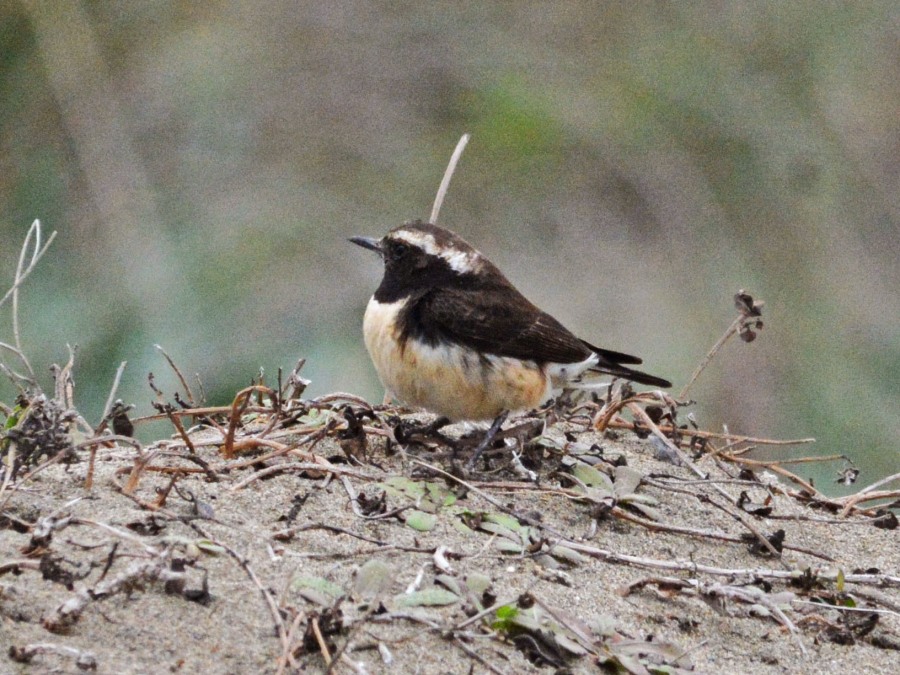 Cyprus Wheatear