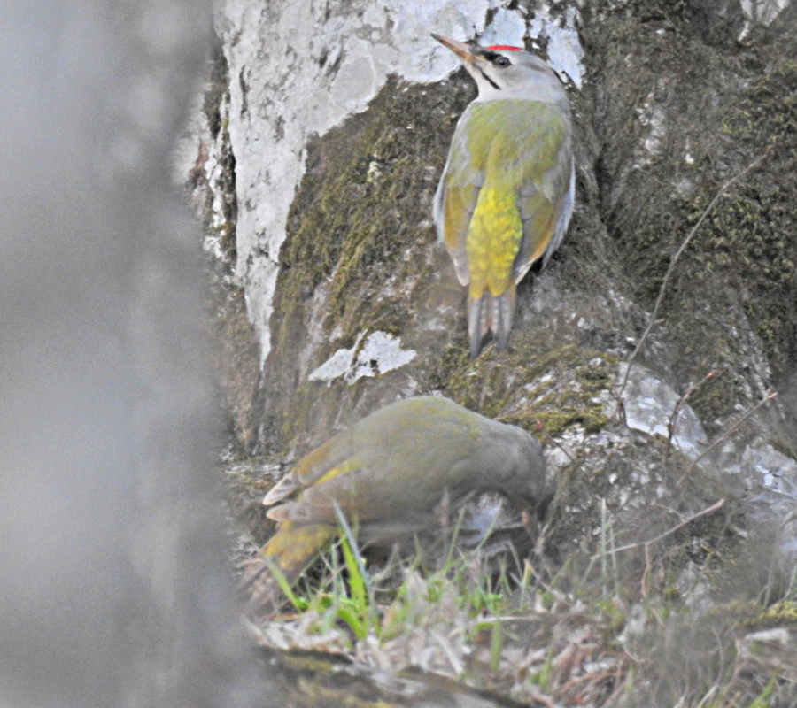Grey-headed Woodpecker