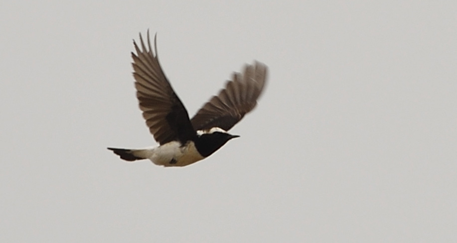 Cyprus Wheatear