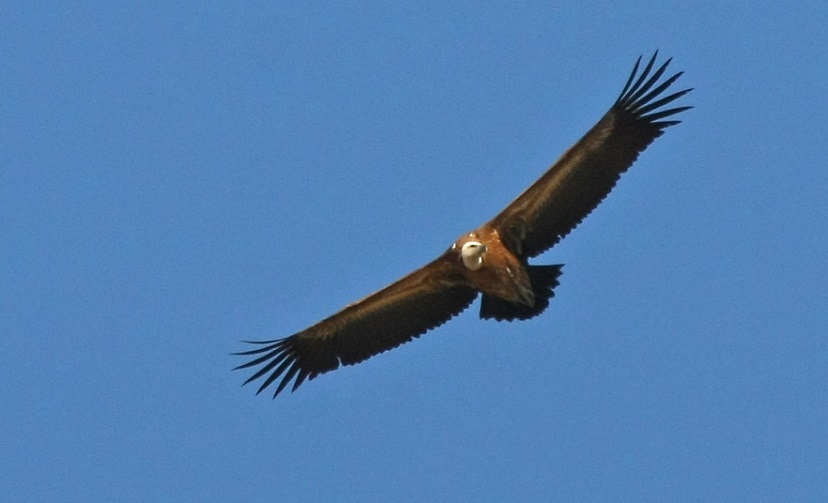 Kızıl Akbaba