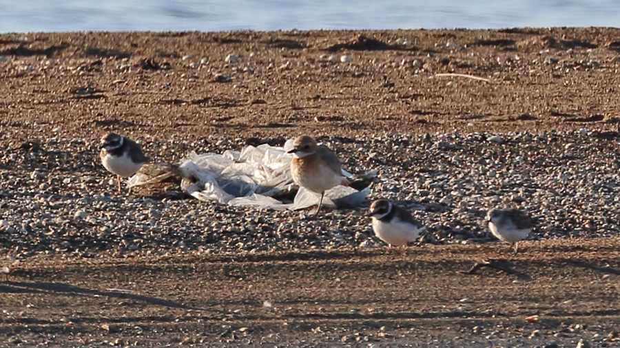 Greater Sand Plover
