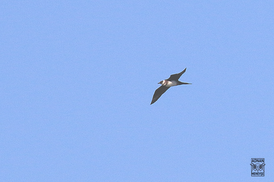 Parasitic Jaeger