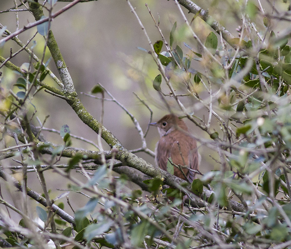 Common Nightingale