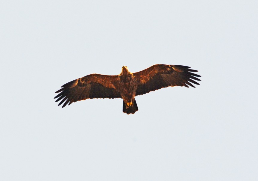 Lesser Spotted Eagle