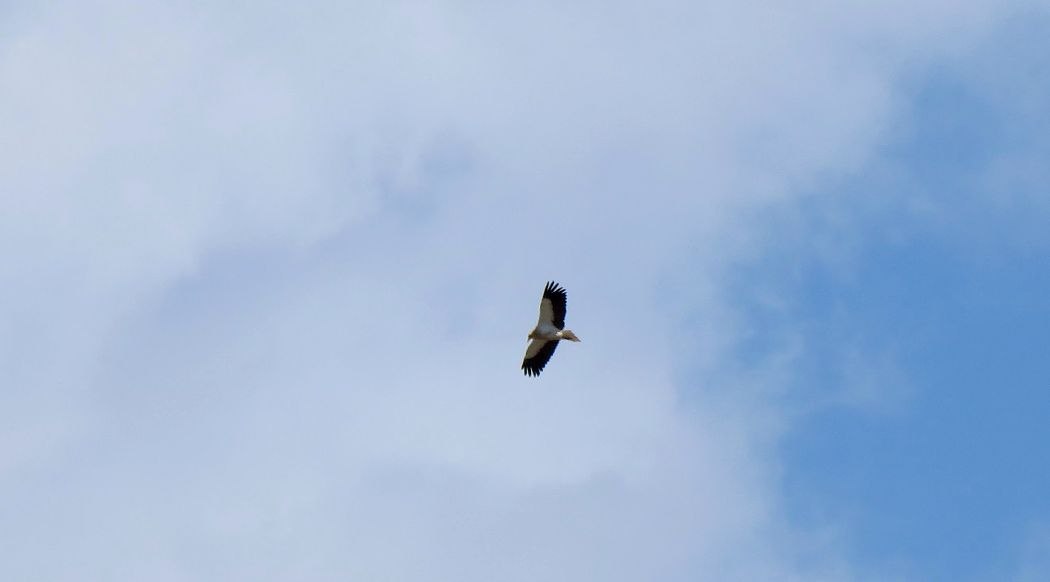 Egyptian Vulture