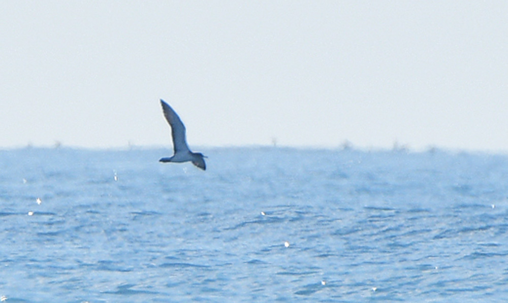 Scopoli`s Shearwater