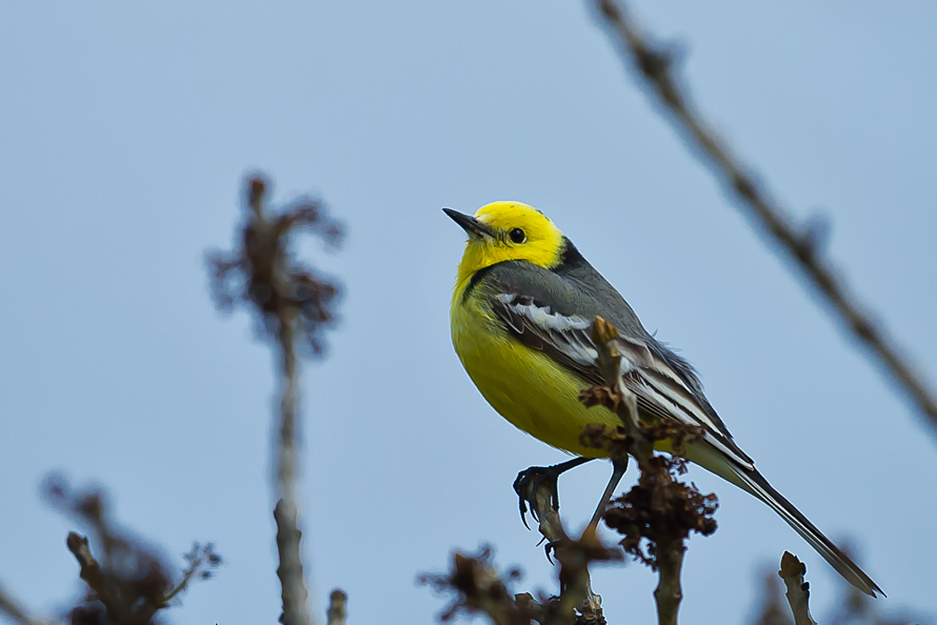 Citrine Wagtail