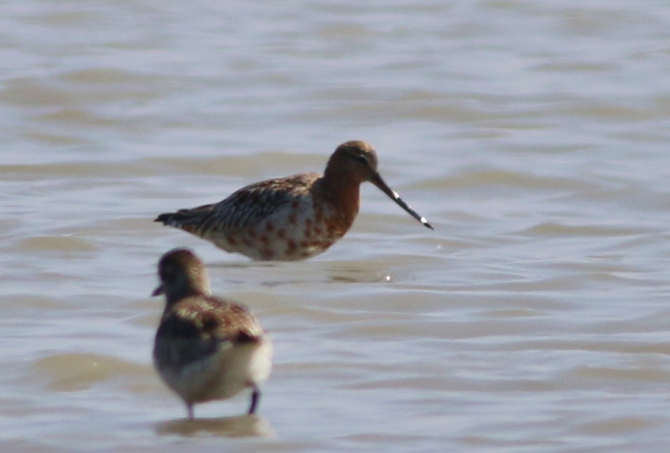 Bar-tailed Godwit