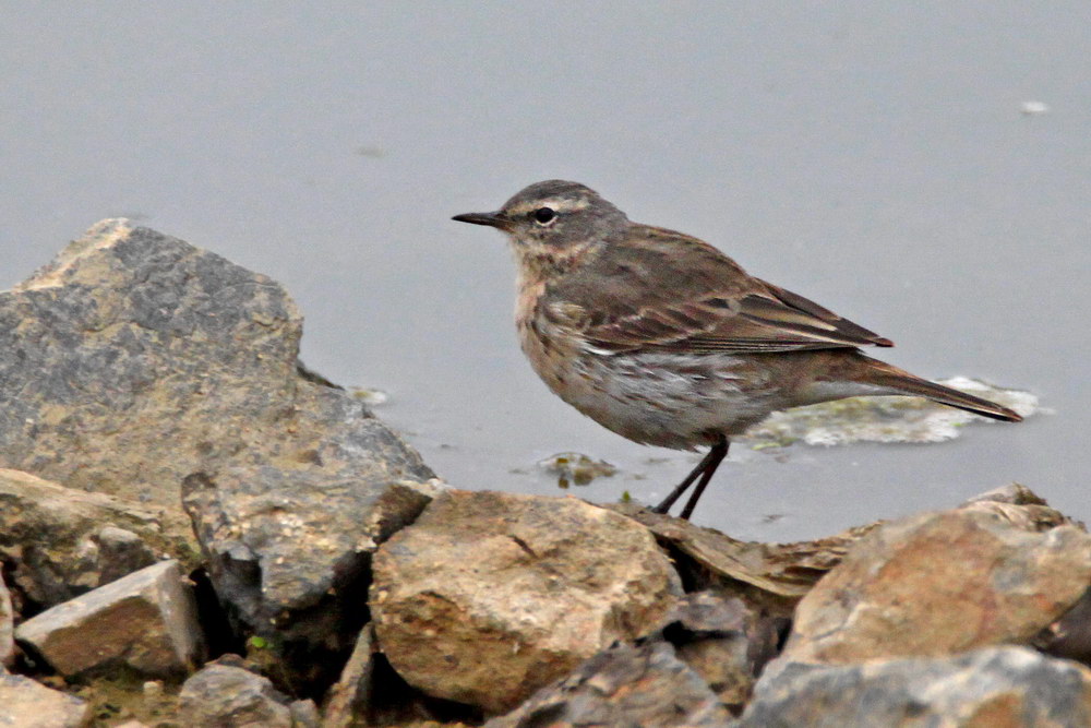 Water Pipit