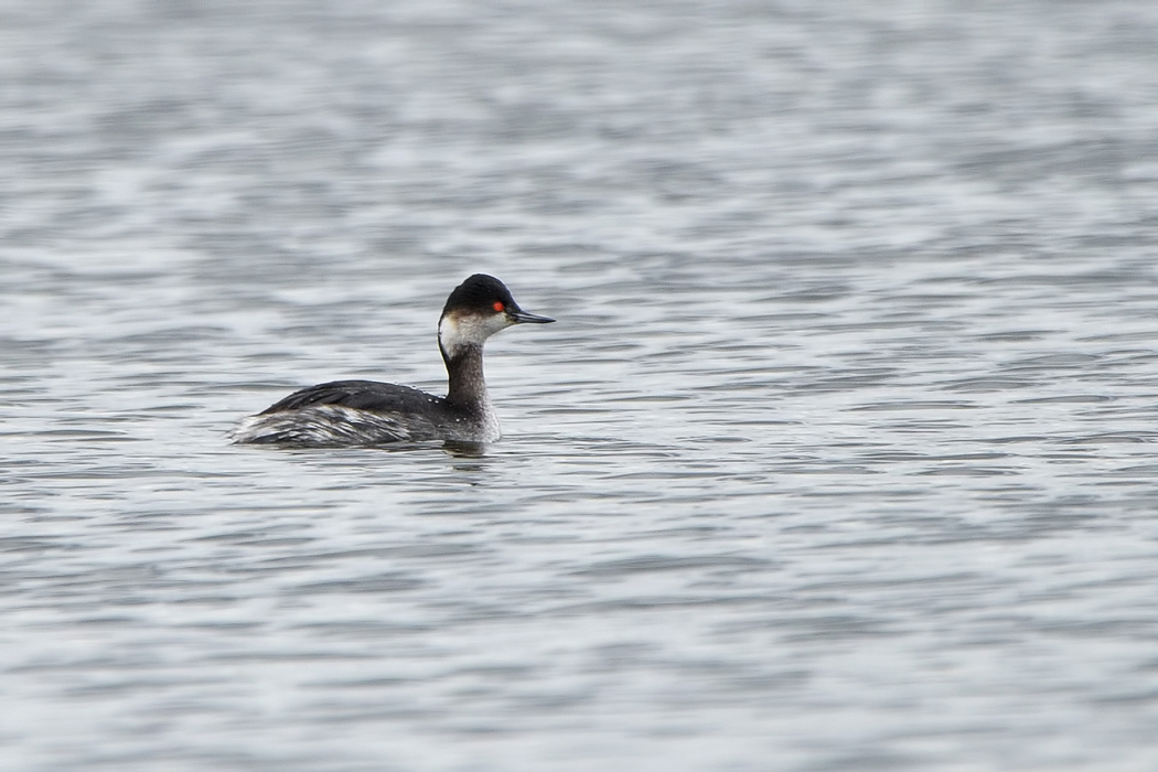 Black-necked Grebe