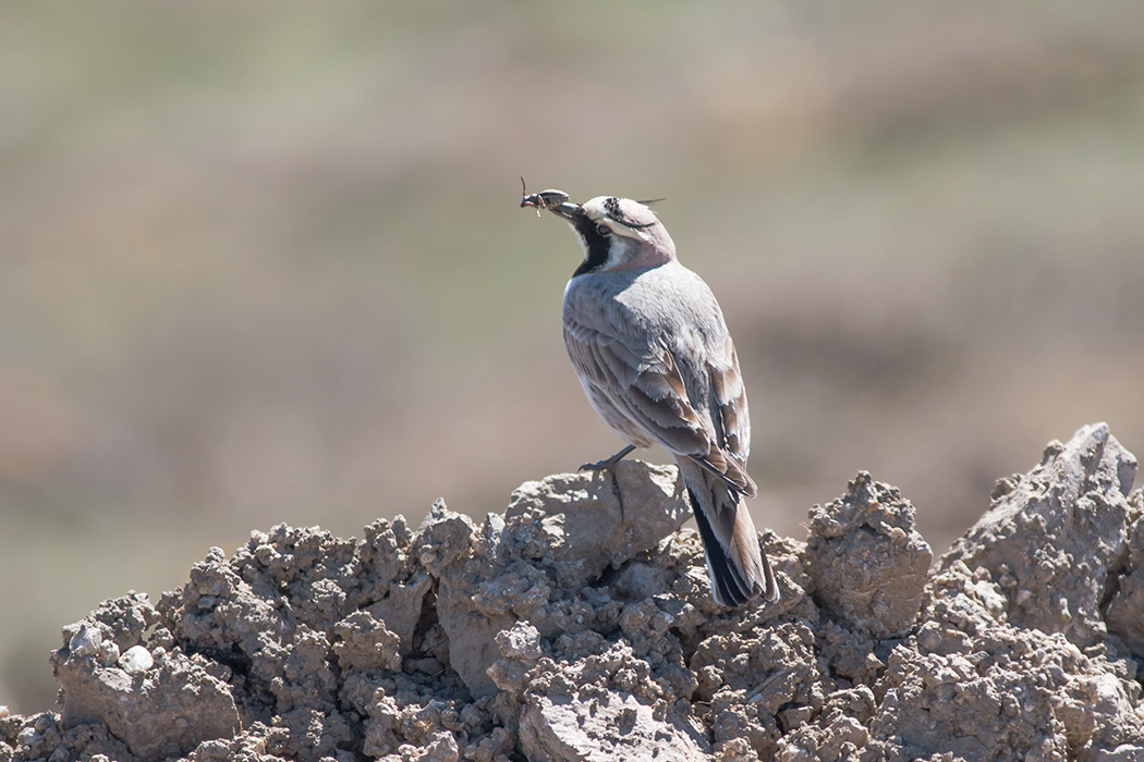 Horned Lark