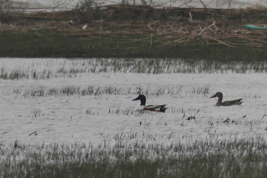Northern Shoveler