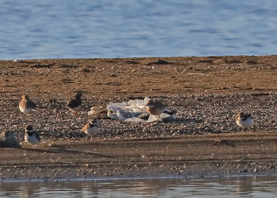 Greater Sand Plover