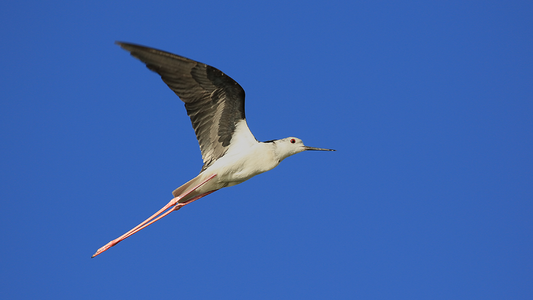 Black-winged Stilt