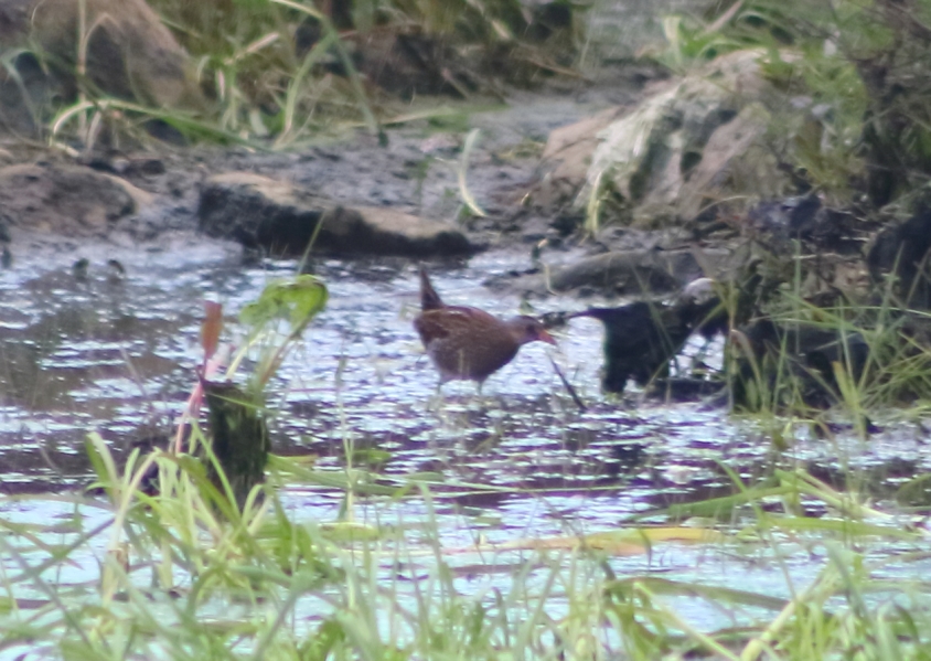 Spotted Crake