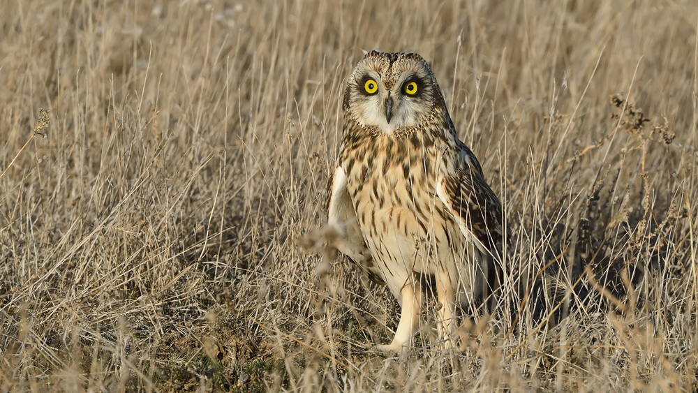Short-eared Owl