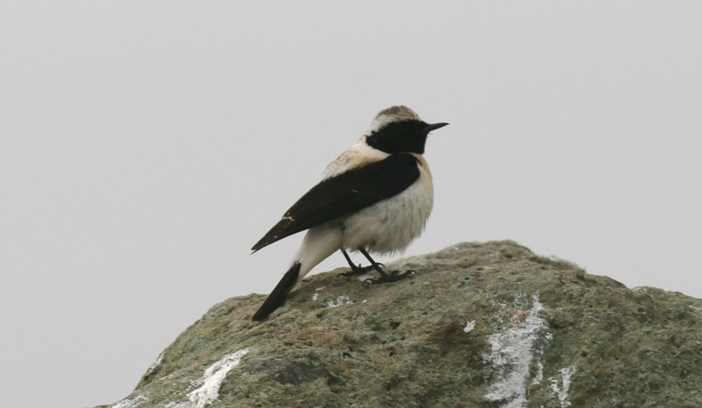 Black-eared Wheatear