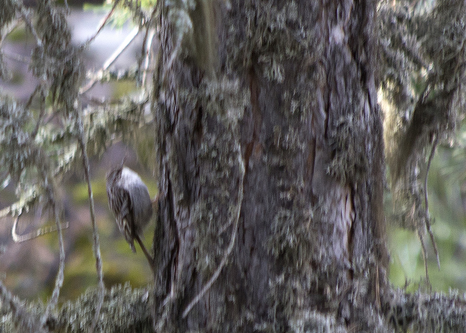 Short-toed Treecreeper