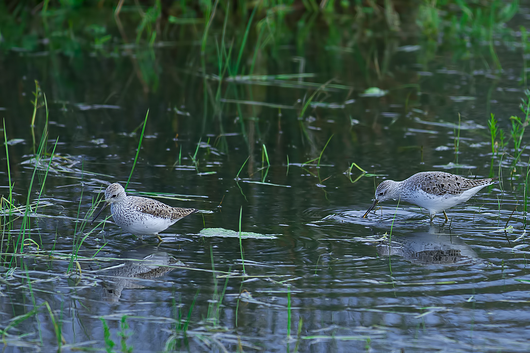 Marsh Sandpiper