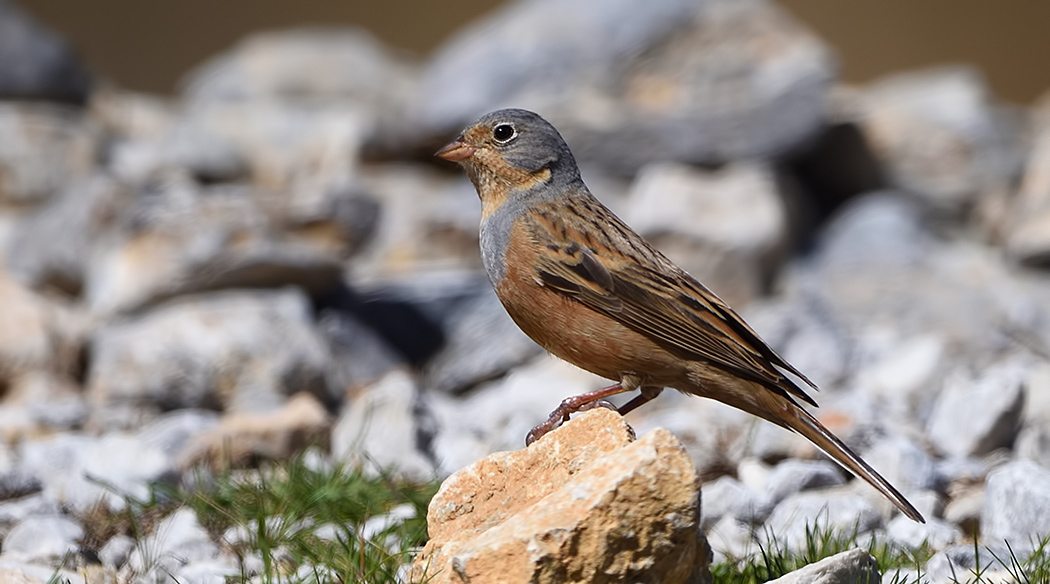 Cretzschmar`s Bunting