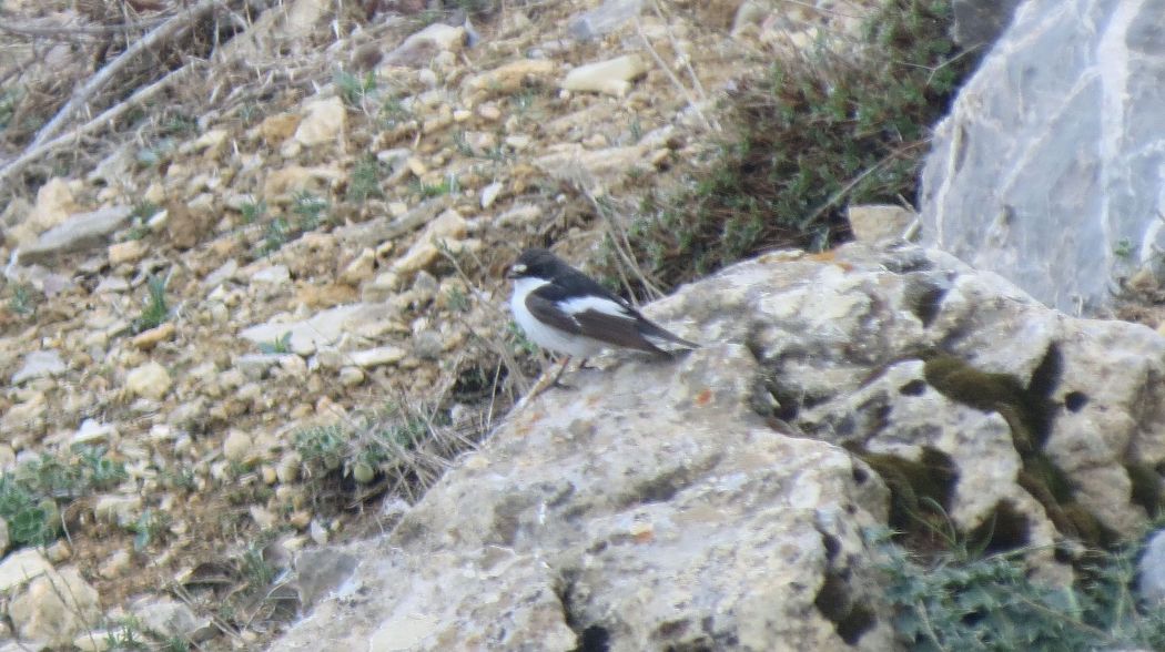 European Pied Flycatcher