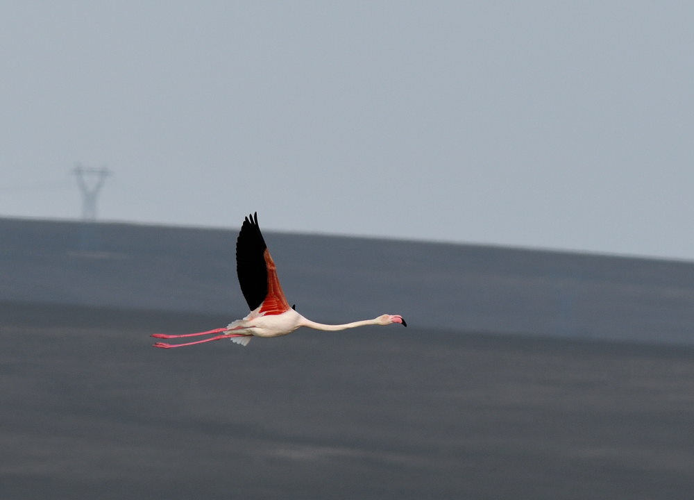 Flamingo