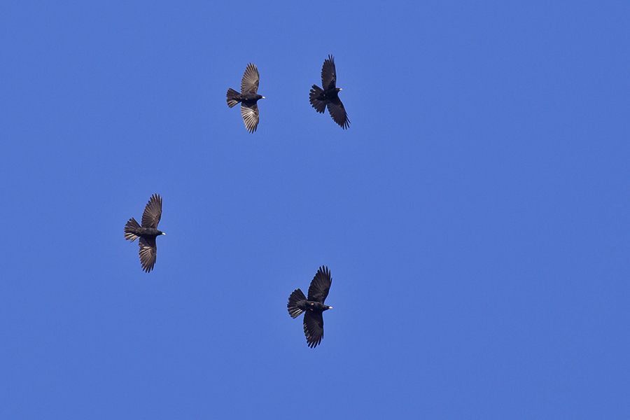 Alpine Chough