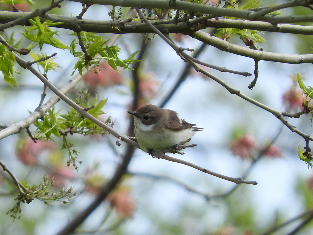 European Pied Flycatcher