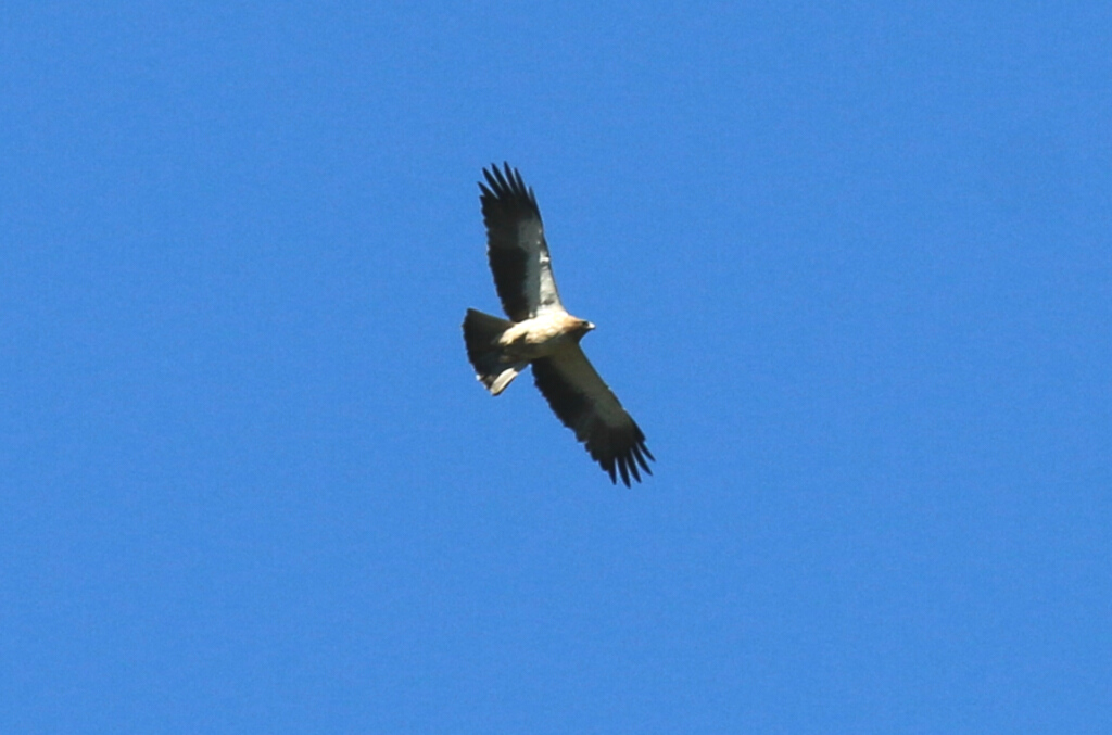 Küçük Kartal