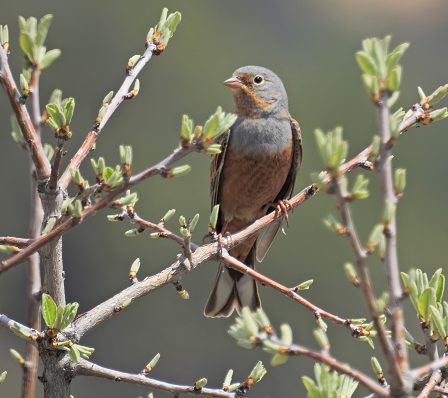 Cretzschmar`s Bunting
