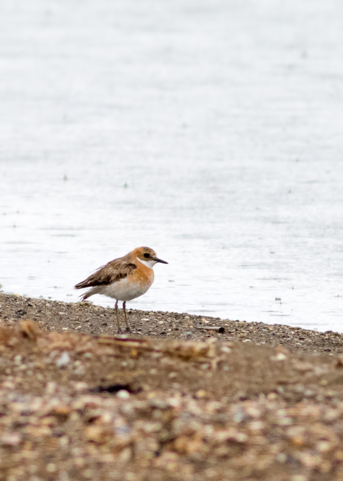 Greater Sand Plover