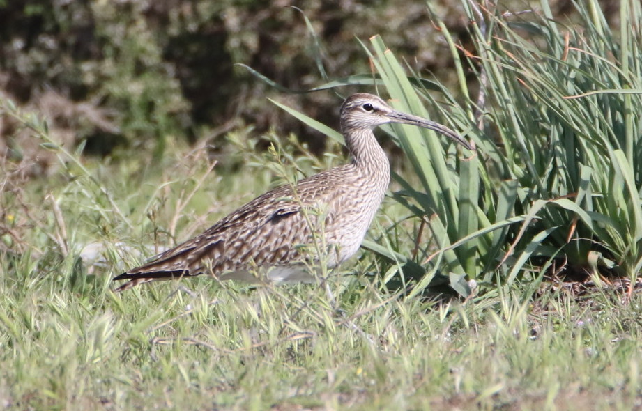 Eurasian Whimbrel