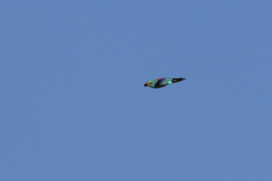 European Roller