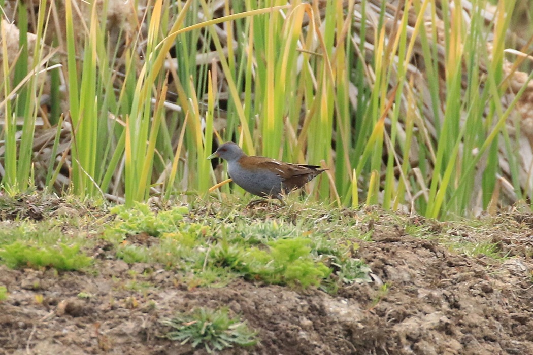 Little Crake